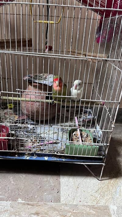 4 months old beautiful Budgies