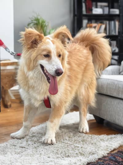 Border collie Male trained