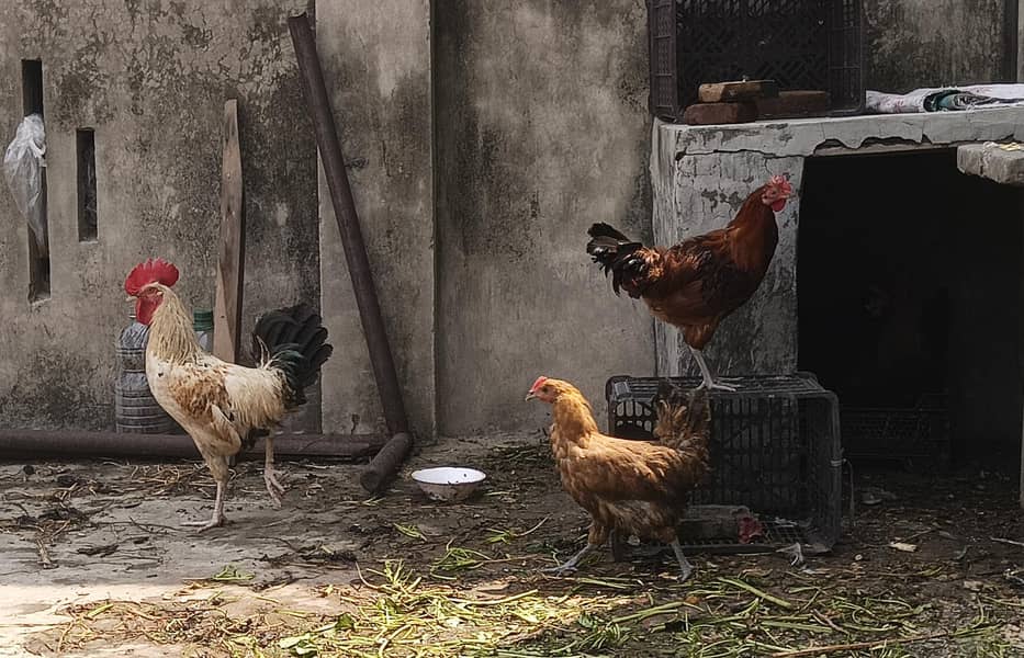 Desi Hens 1