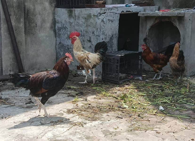 Desi Hens 2