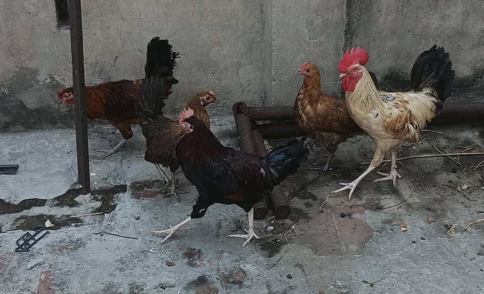 Desi Hens 3