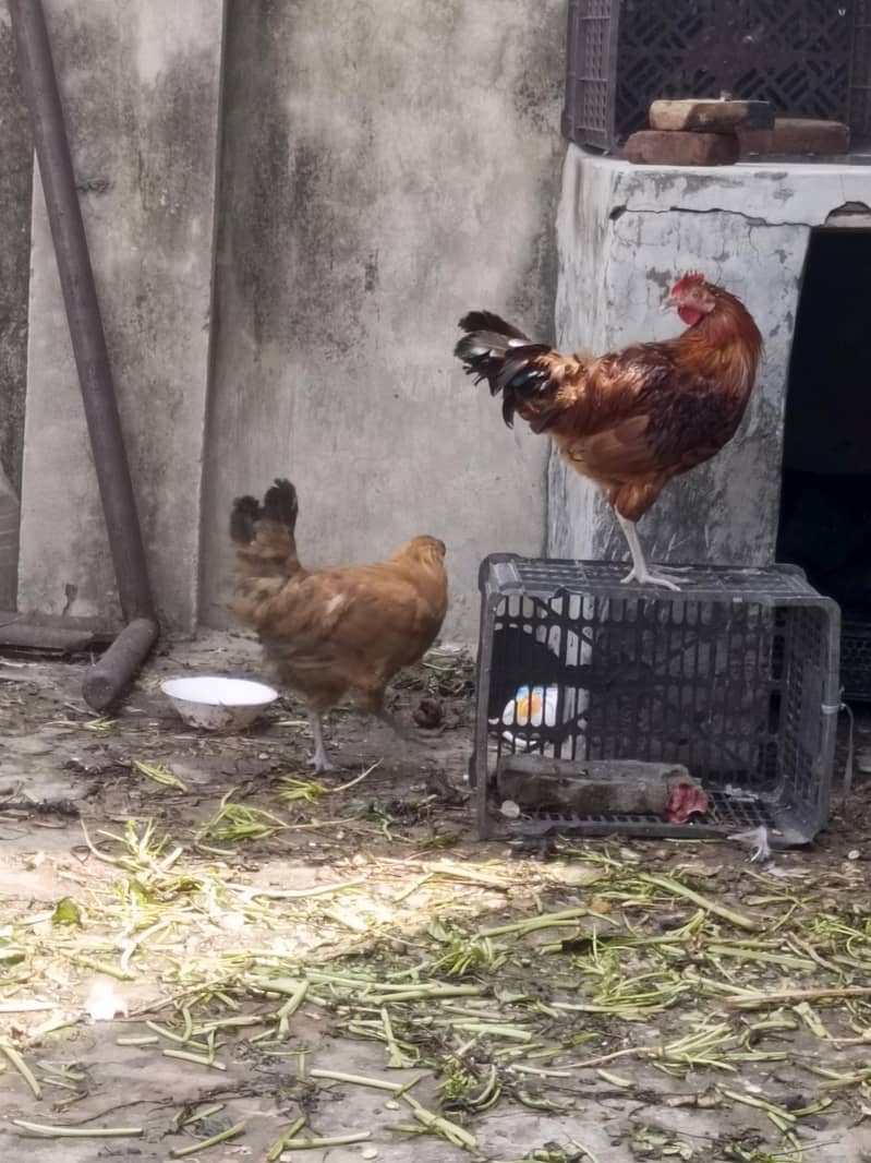 Desi Hens 4