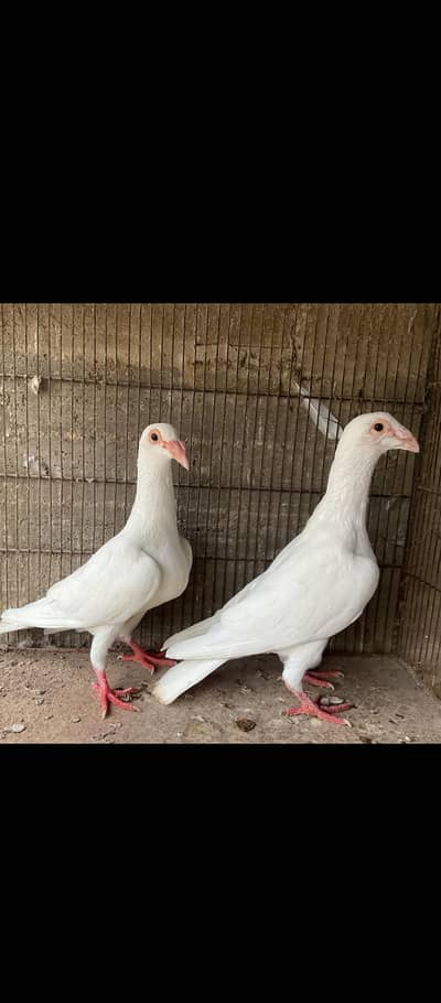 Fancy Pigeons