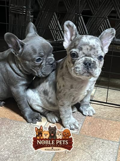 French Bulldog Pups Pedigreed Microchipped Available for import