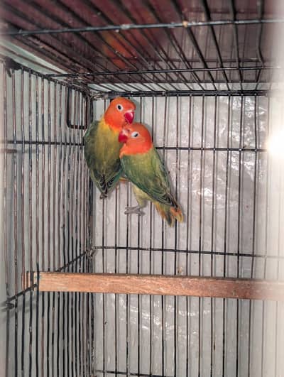 Green Blue Split Opaline PFellow Birds Home Breed Urgent sale