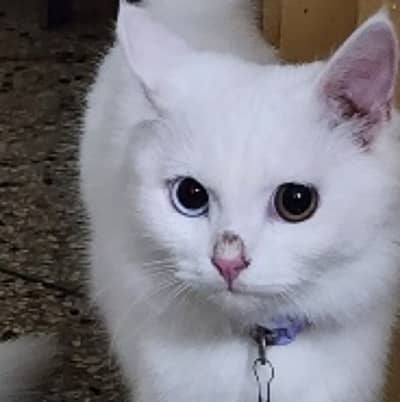 Persian cat | long coat | odd eyes | Persian fluffy cat for sale