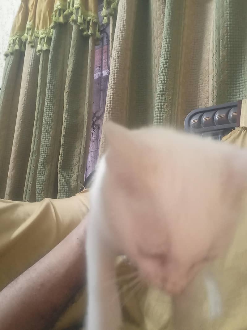 parshin 6