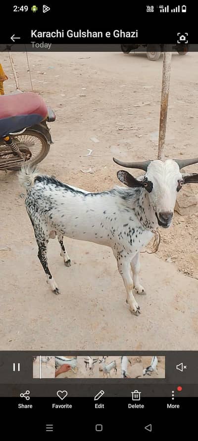 Tandy bakra hai full active