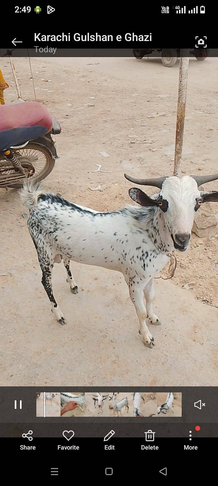 Tandy bakra hai full active 0