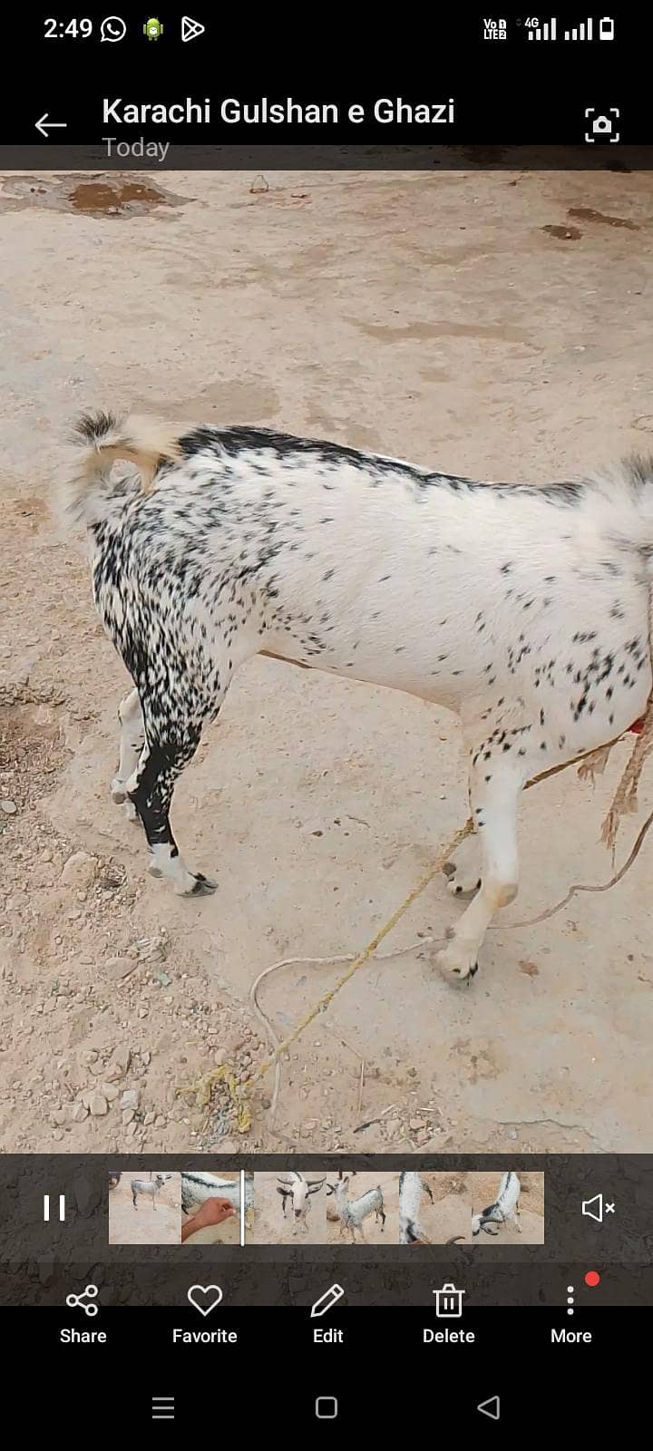 Tandy bakra hai full active 1