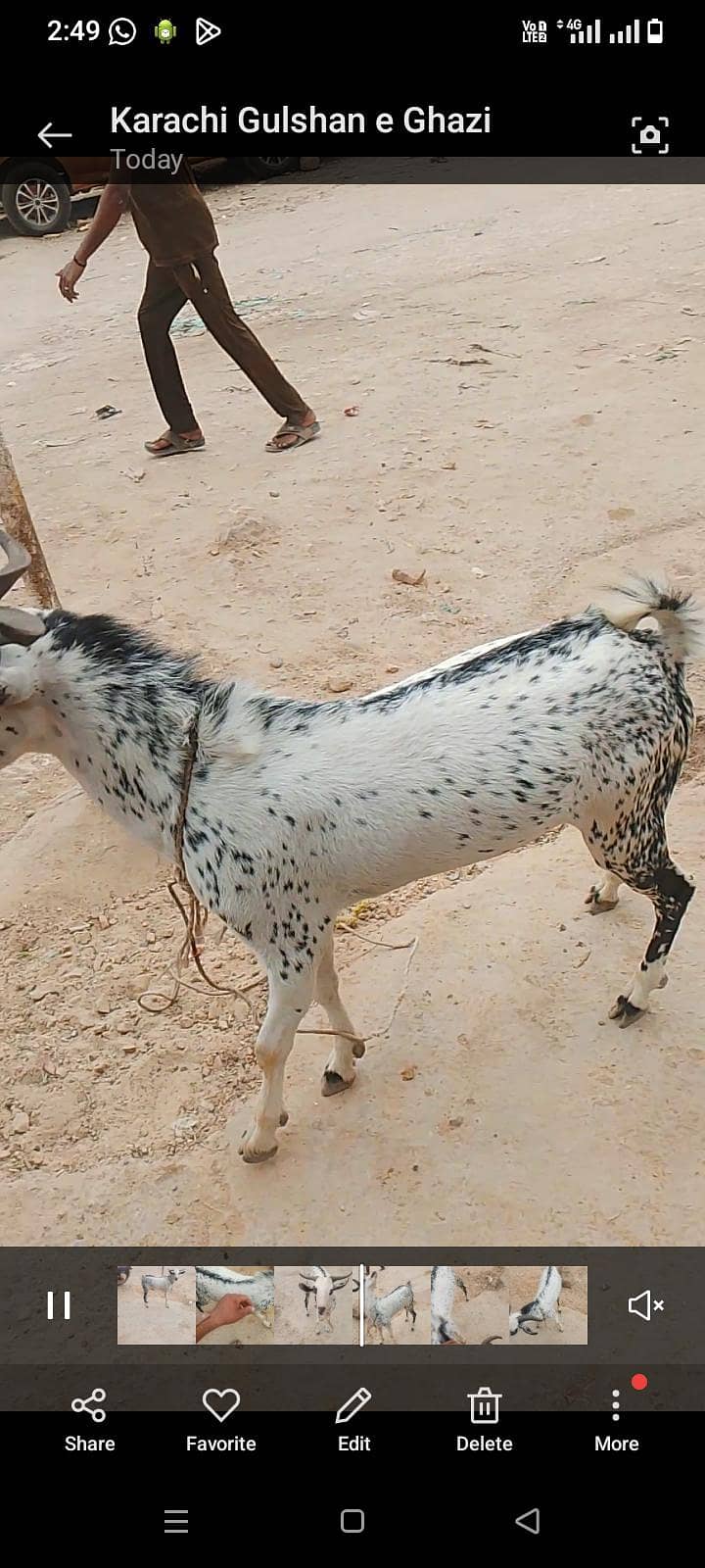 Tandy bakra hai full active 3