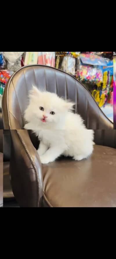 persian cat for sale