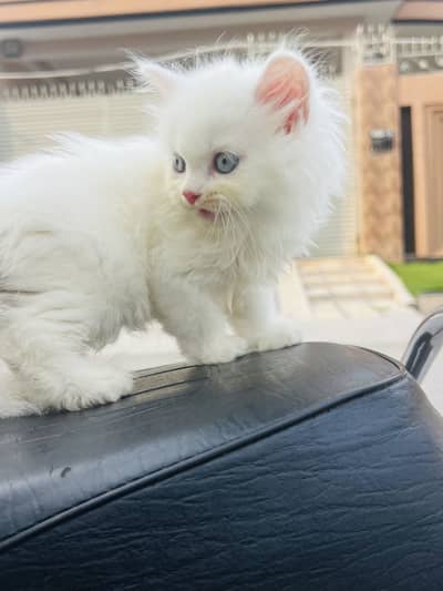 Persian female kiten