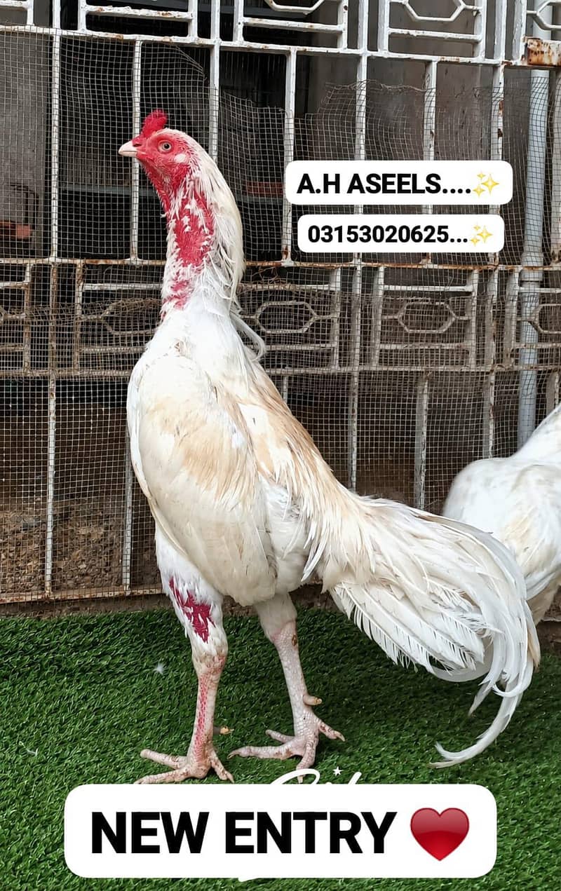 Hera Aseel 0