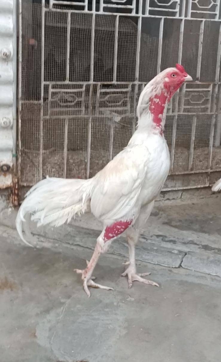 Hera Aseel 2