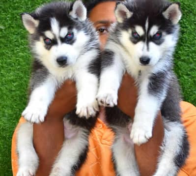 Husky | Siberian Husky | Wolly Coat Odd Eyes Huksy | Husky For Sale