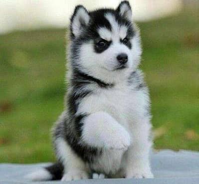 Husky | Siberian Husky | Wolly Coat Odd Eyes Huksy | Husky For Sale