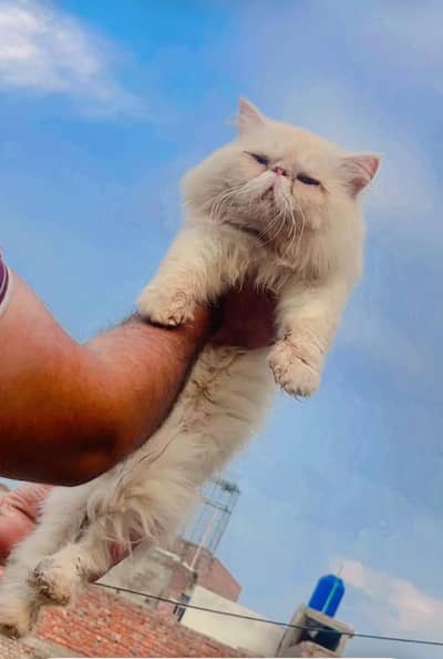 contact 03095561812 pure/piki/ face/Male Cat available for sale