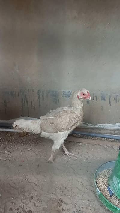 Heera pair for Urgent sale