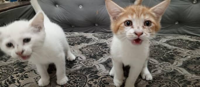 persian cross 3 kitten