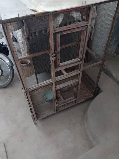 lovebirds with cage