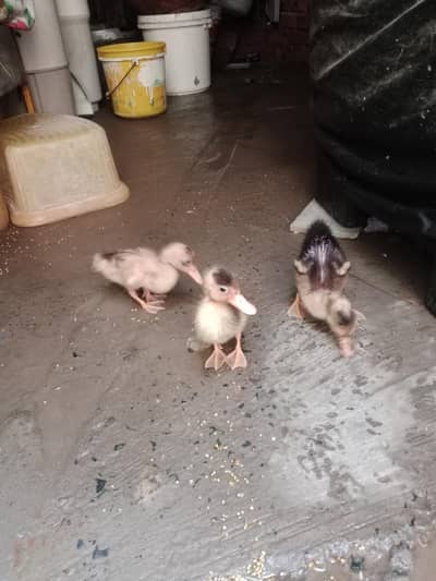 Duck kids