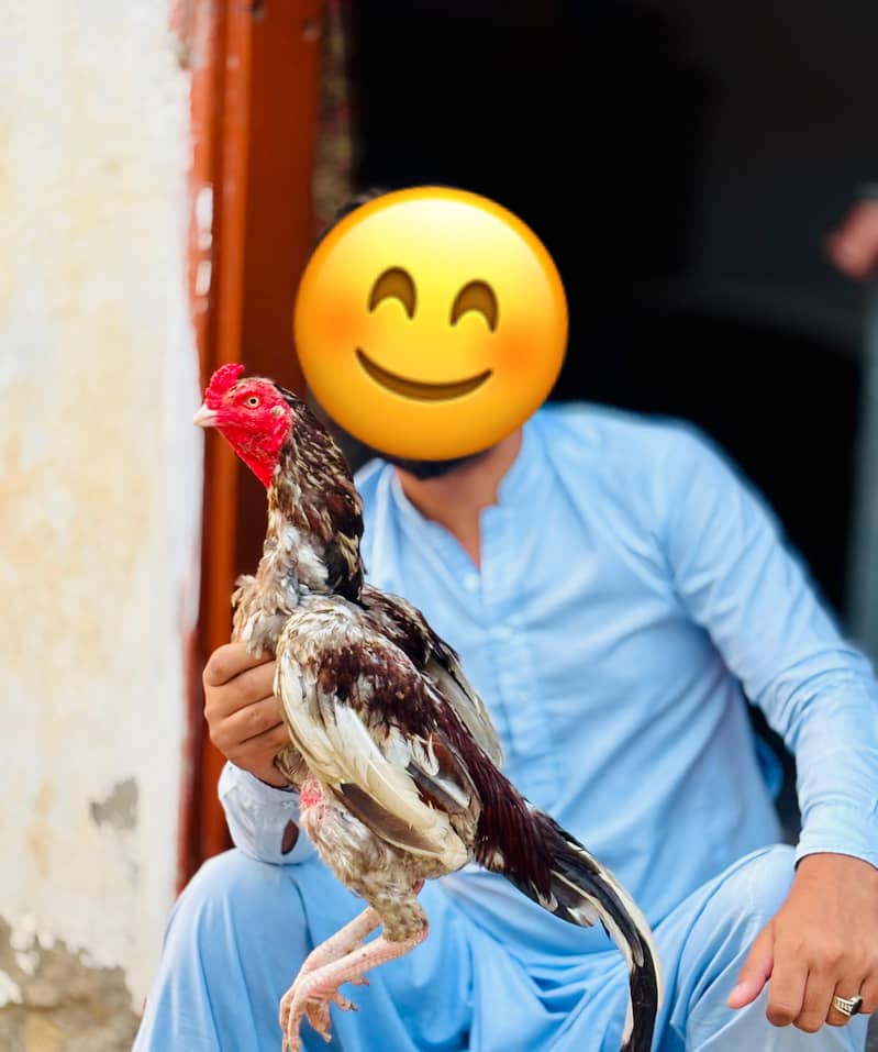 Aseel patha 1