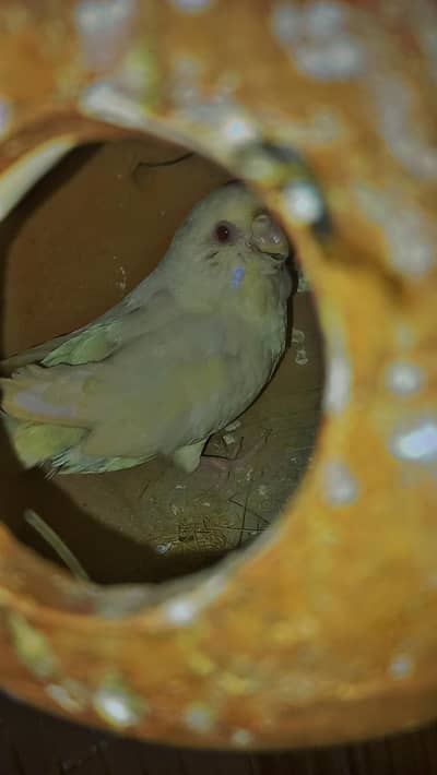 budgies finish or love bird