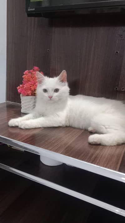 white fluffy semi punch face kitten