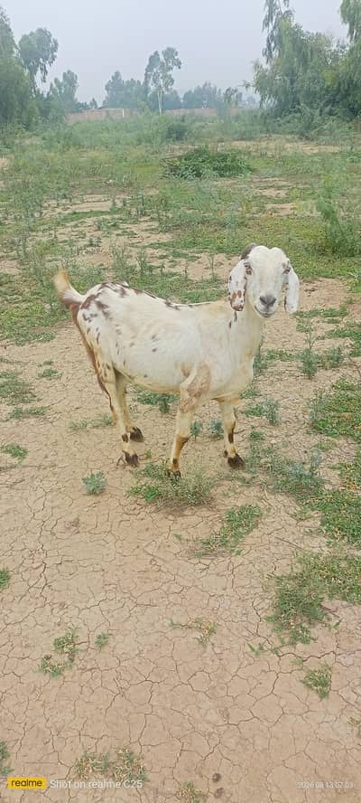 گابھن بکری 2بچوں والی