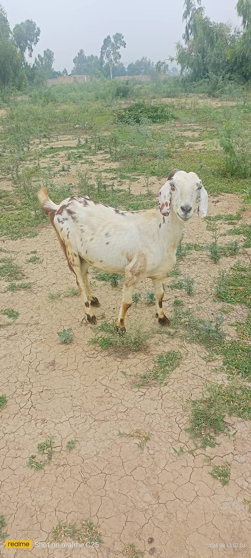 گابھن بکری 2بچوں والی 0