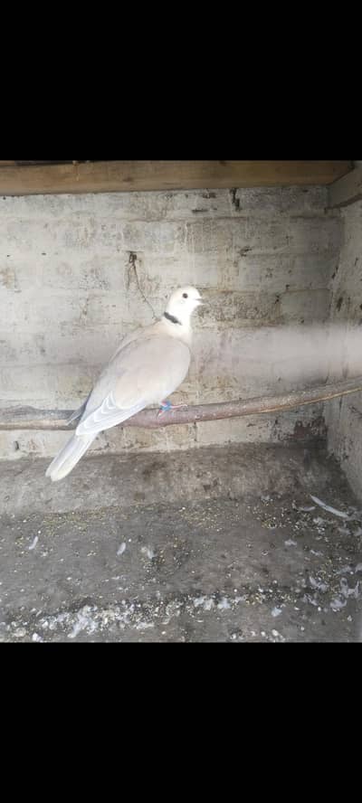 Dove khumry