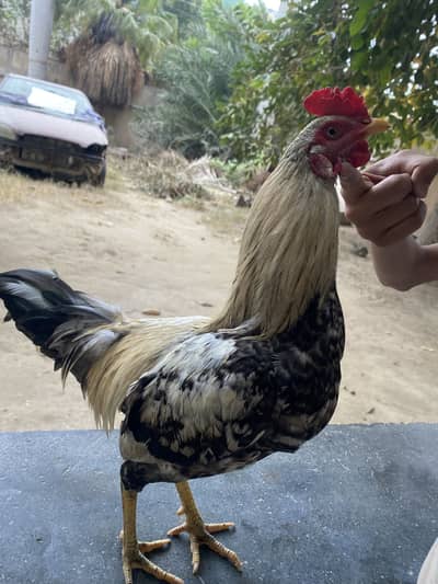 Hens for sale