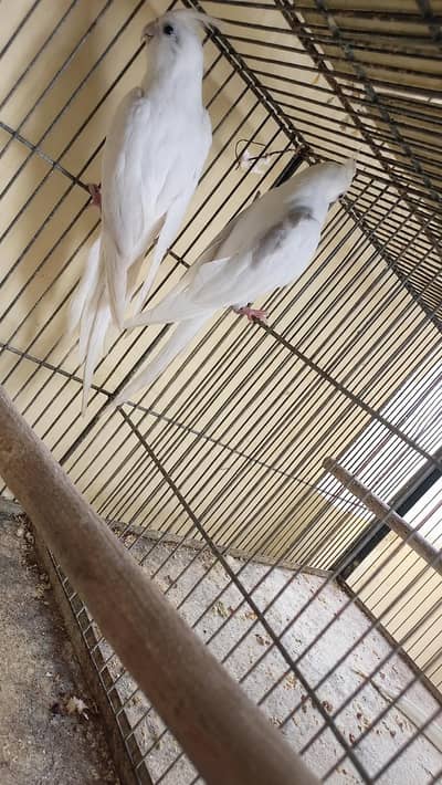 cocktail pair. . v pied male clear pied female. 0336.4306545.