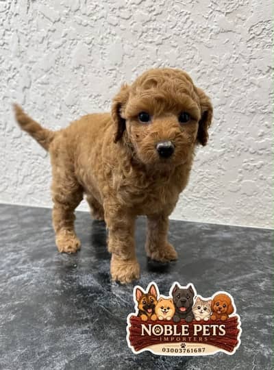 French Toy Poodle pups pedigreed with passport available for import