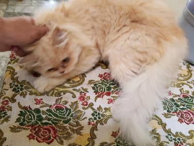 Persian cat or sat oska baby be