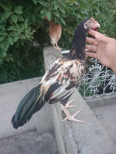 amroha mirthi aseel miyawali asil
