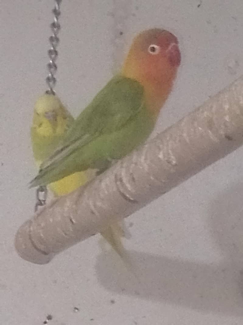 Breeding box 3