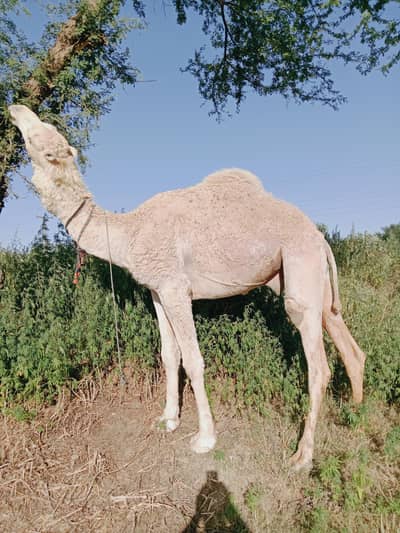 Camel for sale/CAMELS Contact 03125173572