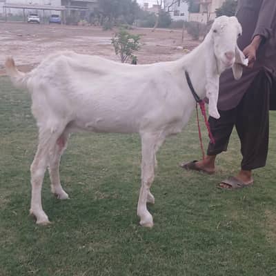 gabban gulabi bakri