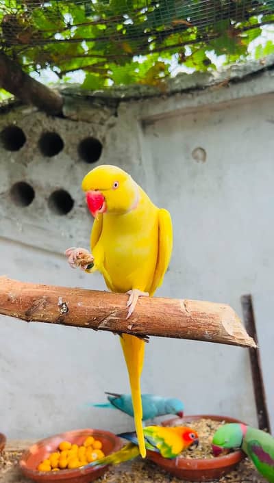 yellow parrot male
