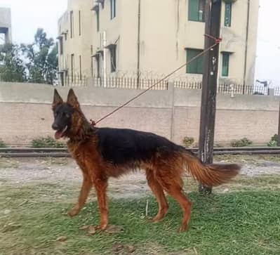 German Shepherd female long coat for