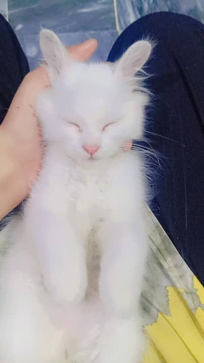 Persian cat white colour