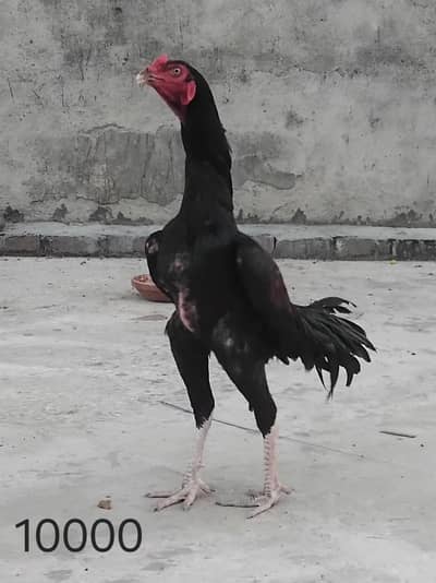 male. female