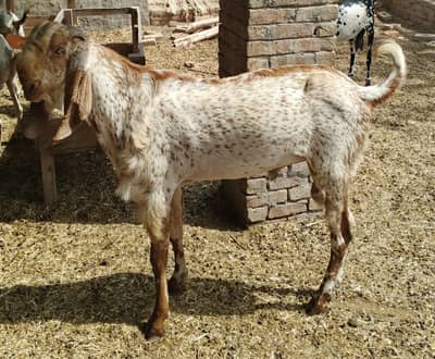 makhi china