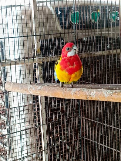 GMR rosella