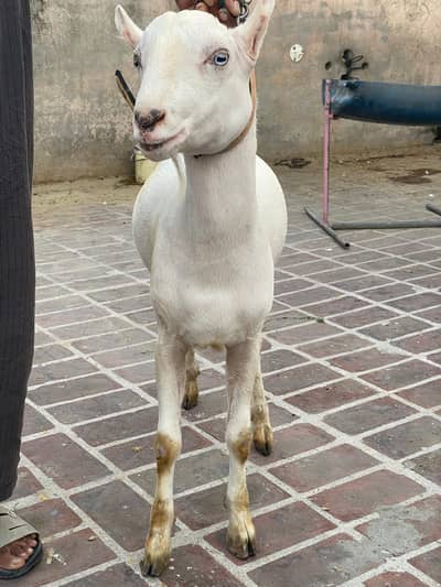 Pure Gulabi White Eyes Tedda