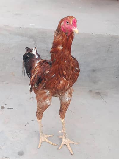 Burmi or Mianwali aseel available for sale