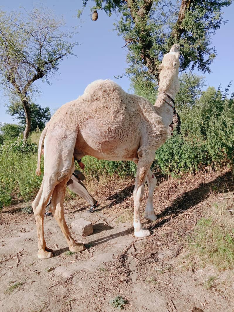 اونٹ برائے فروخت ہے 0