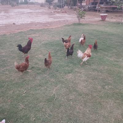 anday wali murghian